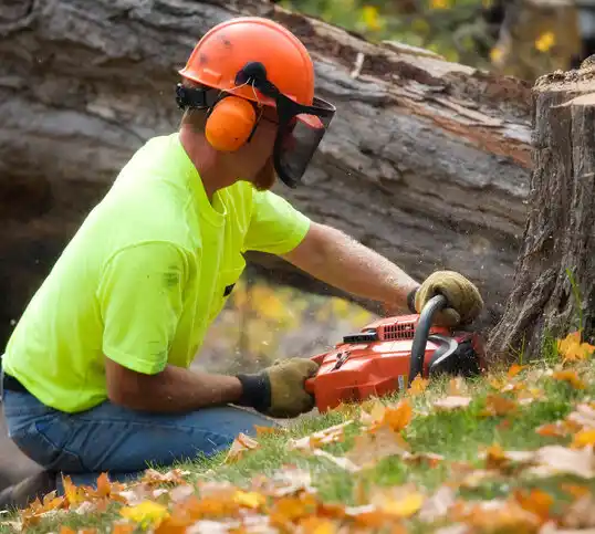 tree services Vanceboro